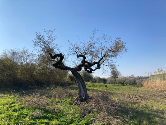 La Danza dell'Olivo: Versi di Luce e Ombra tra Fronde e Terra